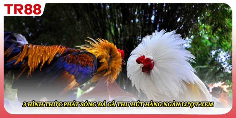 3 hình thức phát sóng đá gà thu hút hàng ngàn lượt xem