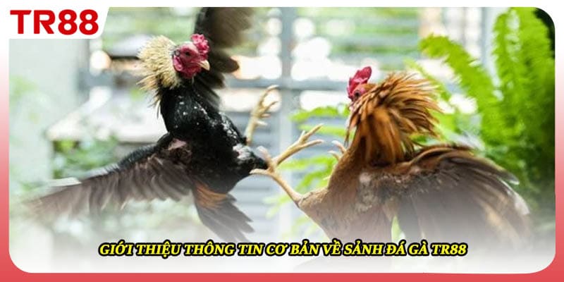 Giới thiệu thông tin cơ bản về sảnh đá gà TR88