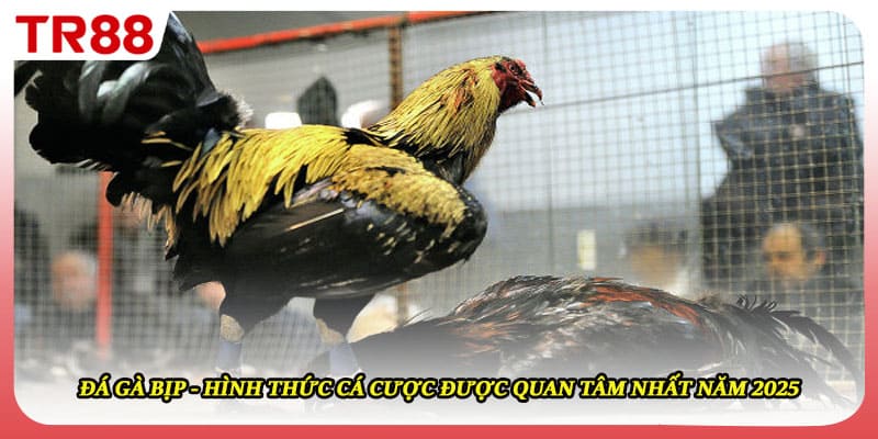 Đá Gà Bịp - Hình Thức Cá Cược Được Quan Tâm Nhất Năm 2025