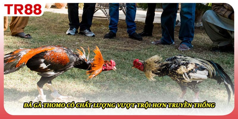 Đá gà thomo có gì khác biệt so với truyền thống