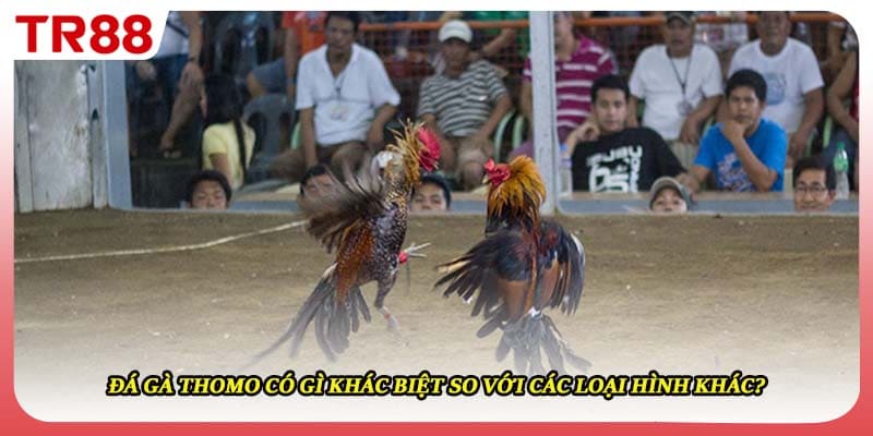 Đá Gà Thomo Có Gì Khác Biệt So Với Các Loại Hình Khác?