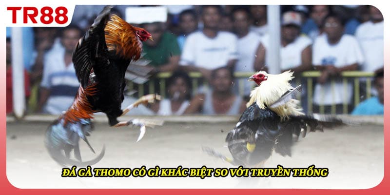 Đá gà thomo có chất lượng vượt trội hơn truyền thống