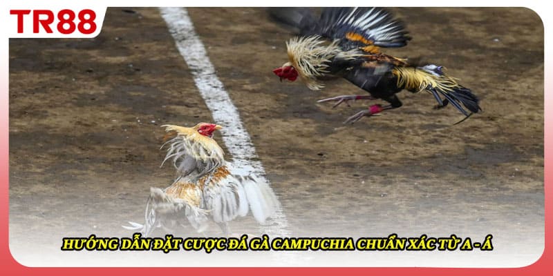Hướng Dẫn Đặt Cược Đá Gà Campuchia Chuẩn Xác Từ A - Á
