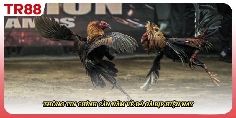 Thông tin chính cần nắm về đá gà bịp hiện nay