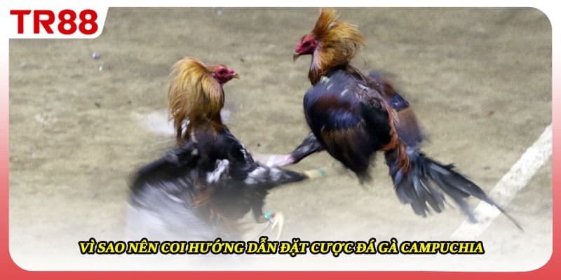 Vì sao nên coi hướng dẫn đặt cược đá gà campuchia